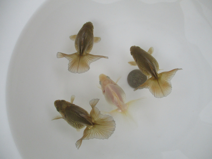 2歳魚土佐錦（箱入り娘）B