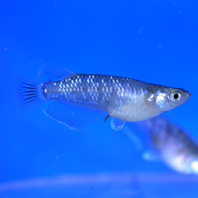  ブラックダイヤキッシングワイドフィン めだか 幼魚15匹+&alpha; めだか屋チャティー .2(めだか)｜売買されたオークション情報、yahooの商品情報をアーカイブ公開 - オークファン めだか