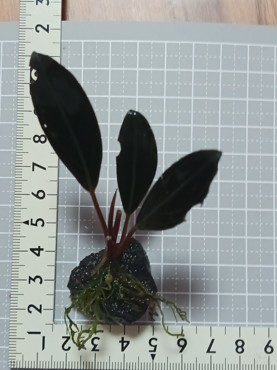 ブセファランドラsp. スケルトンキング 無農薬 溶岩石 付き スケルトン