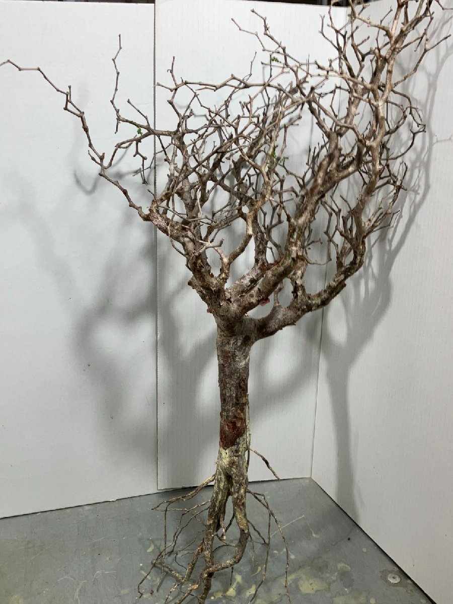 フ439 「塊根植物」コミフォラ　モンストローサ　抜き苗【3/31最新到着・Commiphora monstrosa・マダガスカル】