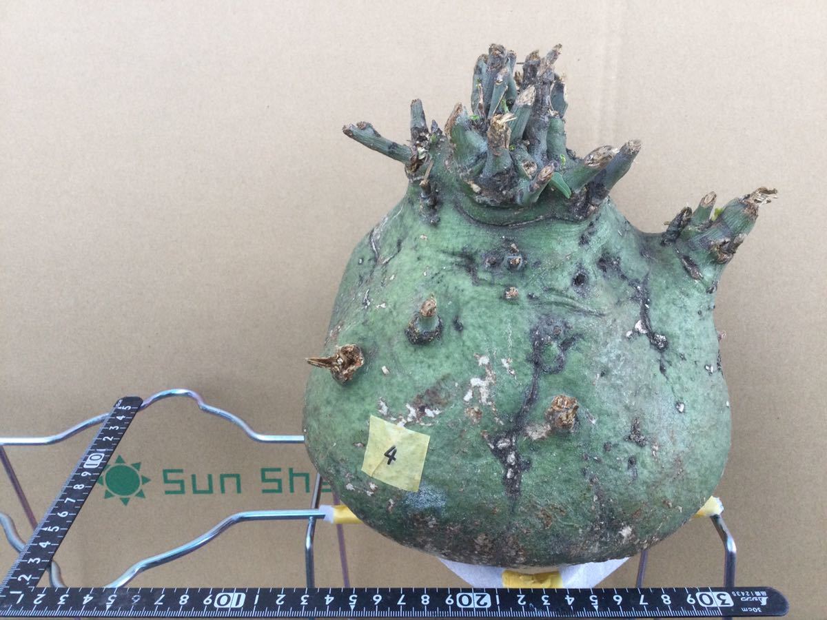 Adenia spinosa （アデニア・スピノーサ)④コーデックス　塊根植物
