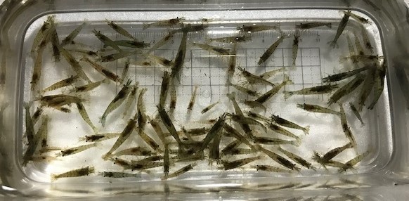 天然(国産) ヌマエビ(中～大サイズ) 300匹 送料無料 宅急便 