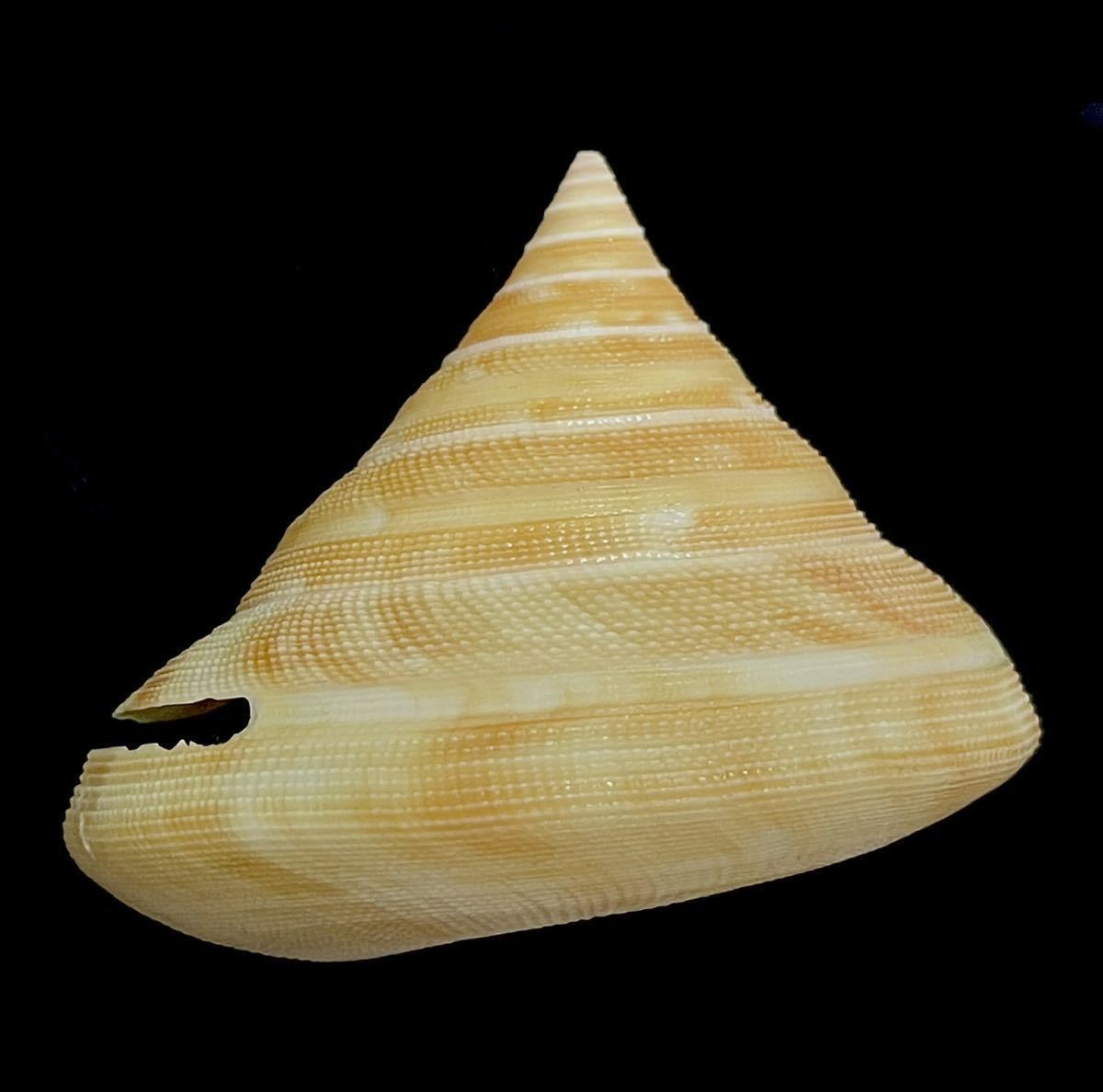 貝殻 標本 ナンバンオキナエビス 55.2 mm(科学、自然)｜売買された