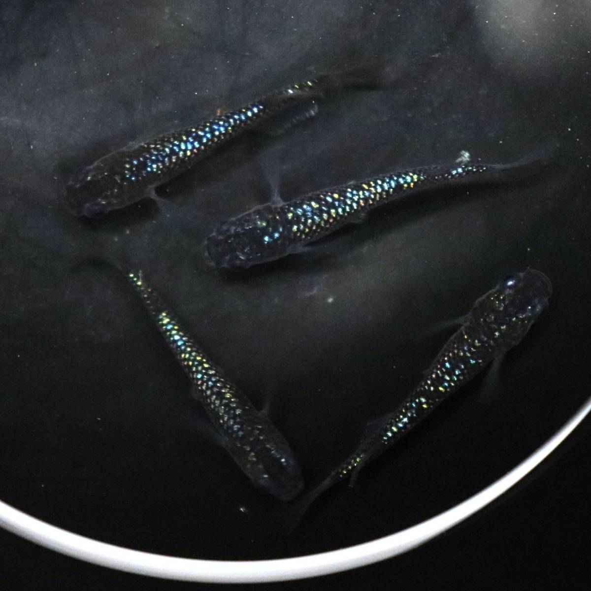 【大川めだか】 令和黒ラメ幹之サファイア系　2ペア 【現物出品】 メダカ　静楽庵様血統