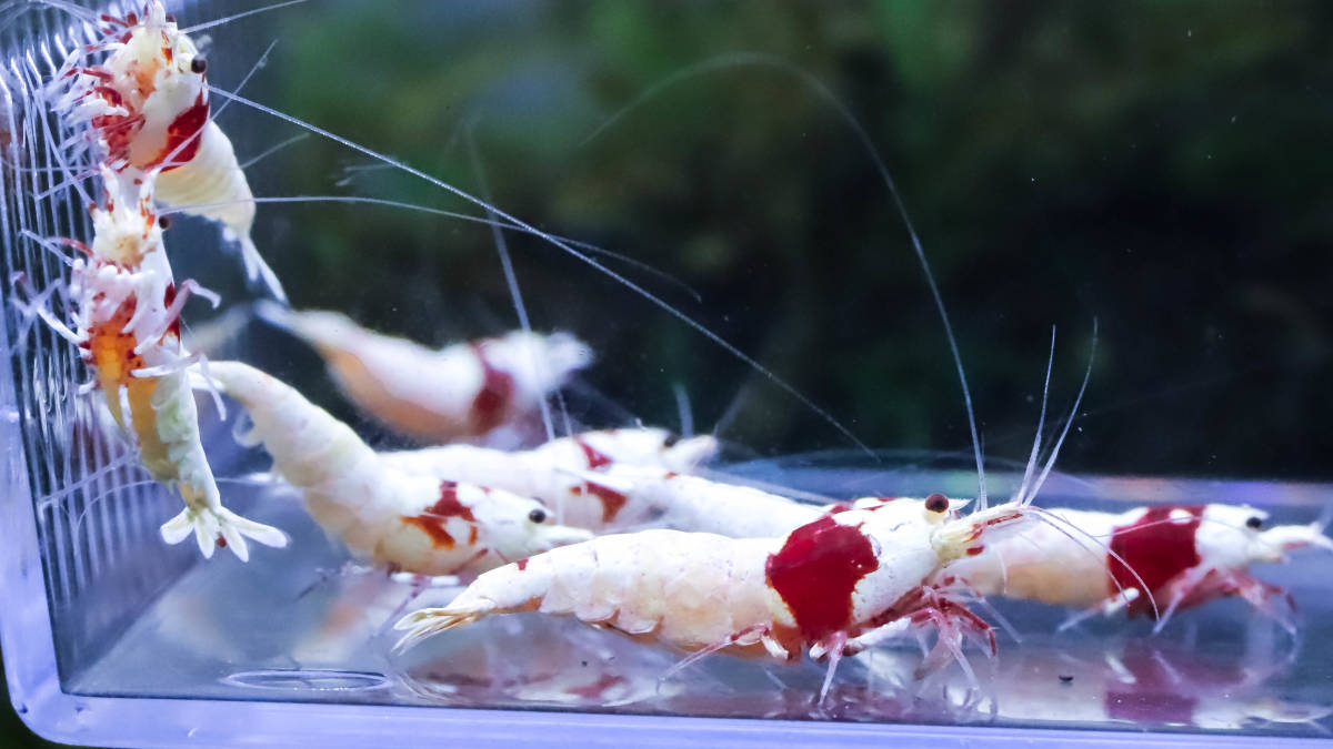 ☆花海老☆レッドビーシュリンプ全体のバランスのいい丹頂多めのバキバキモスラ１１匹