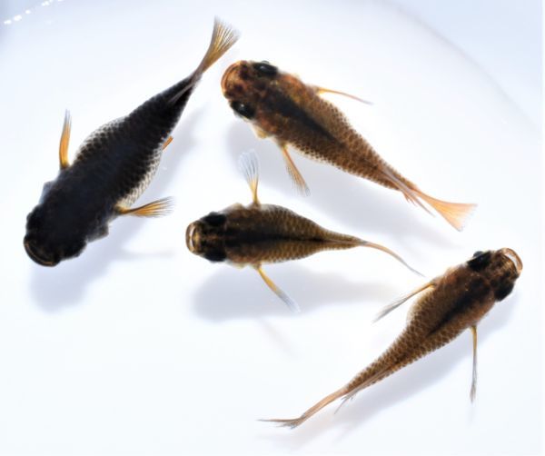 黑天幻龍 ダルマ 041302 若魚 ☆現物出品☆ 2ペア めだか メダカ 発送日限定【矢掛本陣目高】