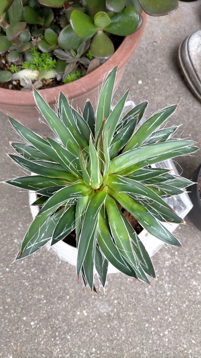 ☆特売 希少 レア 多肉 アロエ アガベ 笹の雪 姫笹 大きいです 送料無料 早い者勝ち ラストワン☆