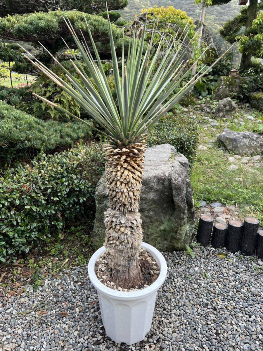 シルバー 太 10号鉢 ブルーユッカ ユッカ リギダ Yucca rigida レア ドライガーデン ガーデニング 耐寒性-10℃ 発根