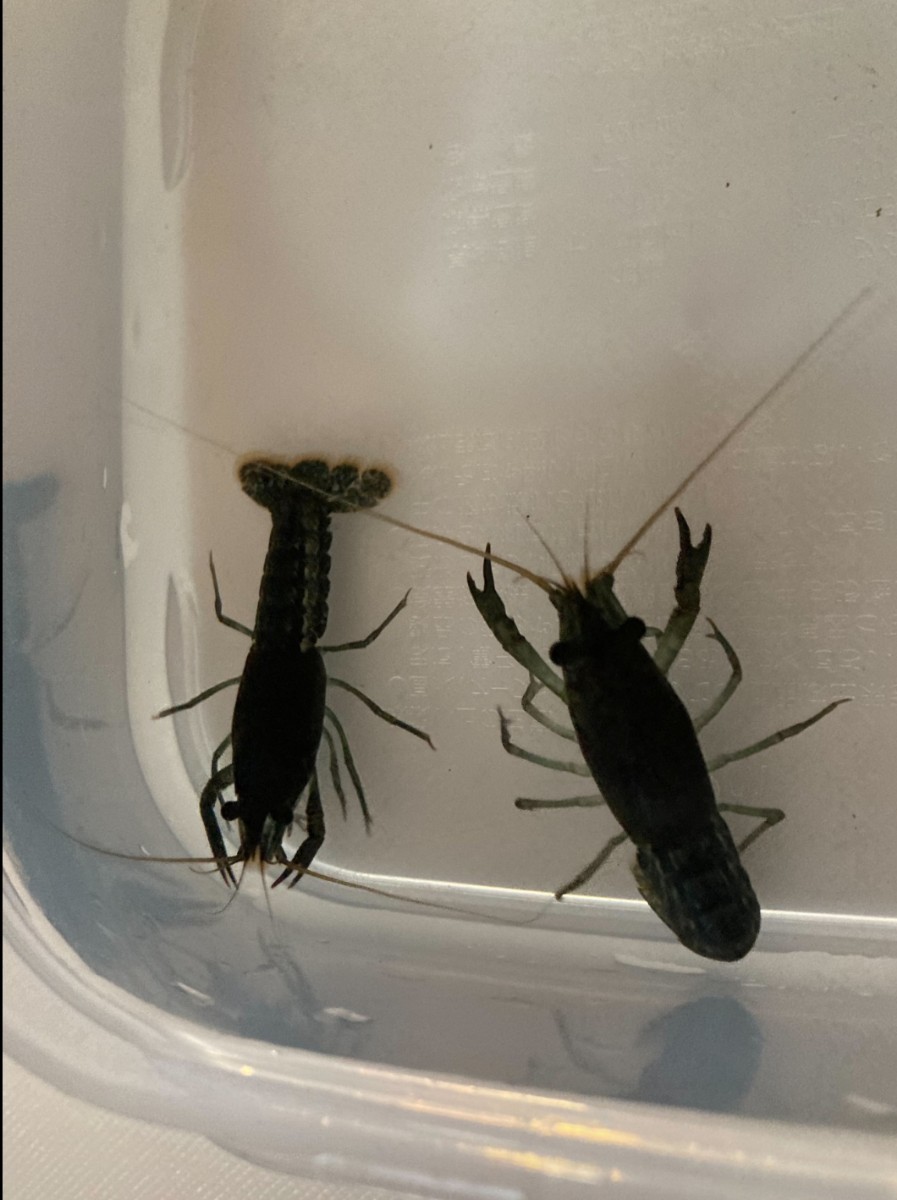 シザー1ペア オス♂TL4.5cm。メス♀TL4.0cm。アメリカザリガニ