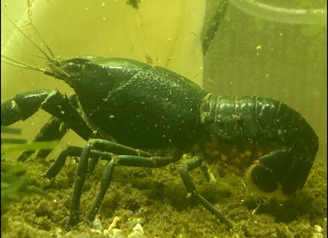 シザー1ペア オス♂TL4.5cm。メス♀TL4.0cm。アメリカザリガニ