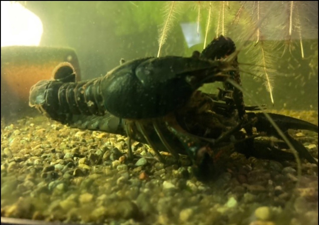 シザー1ペア オス♂TL4.5cm。メス♀TL4.0cm。アメリカザリガニ