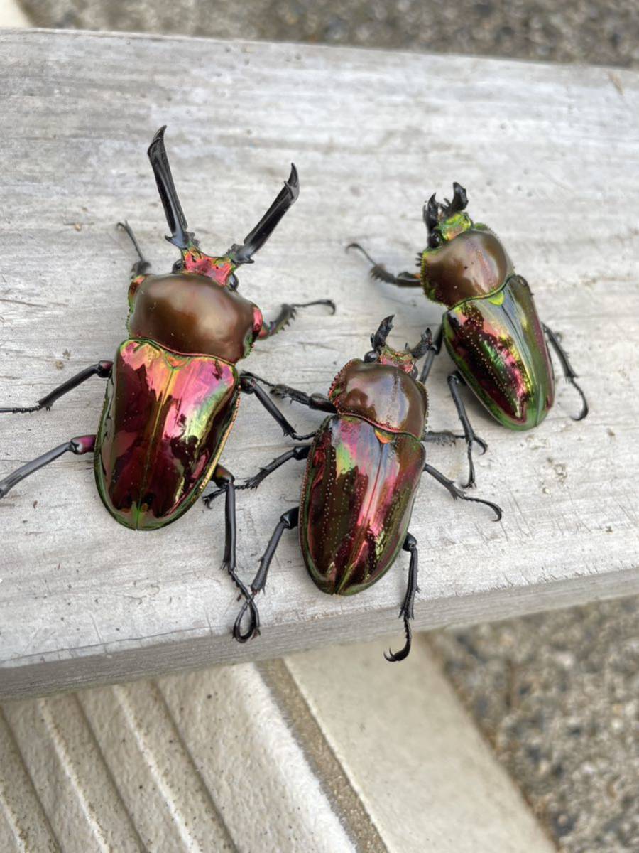 ニジイロクワガタレッド スーパーレッド トリオ ♂♀♀_1