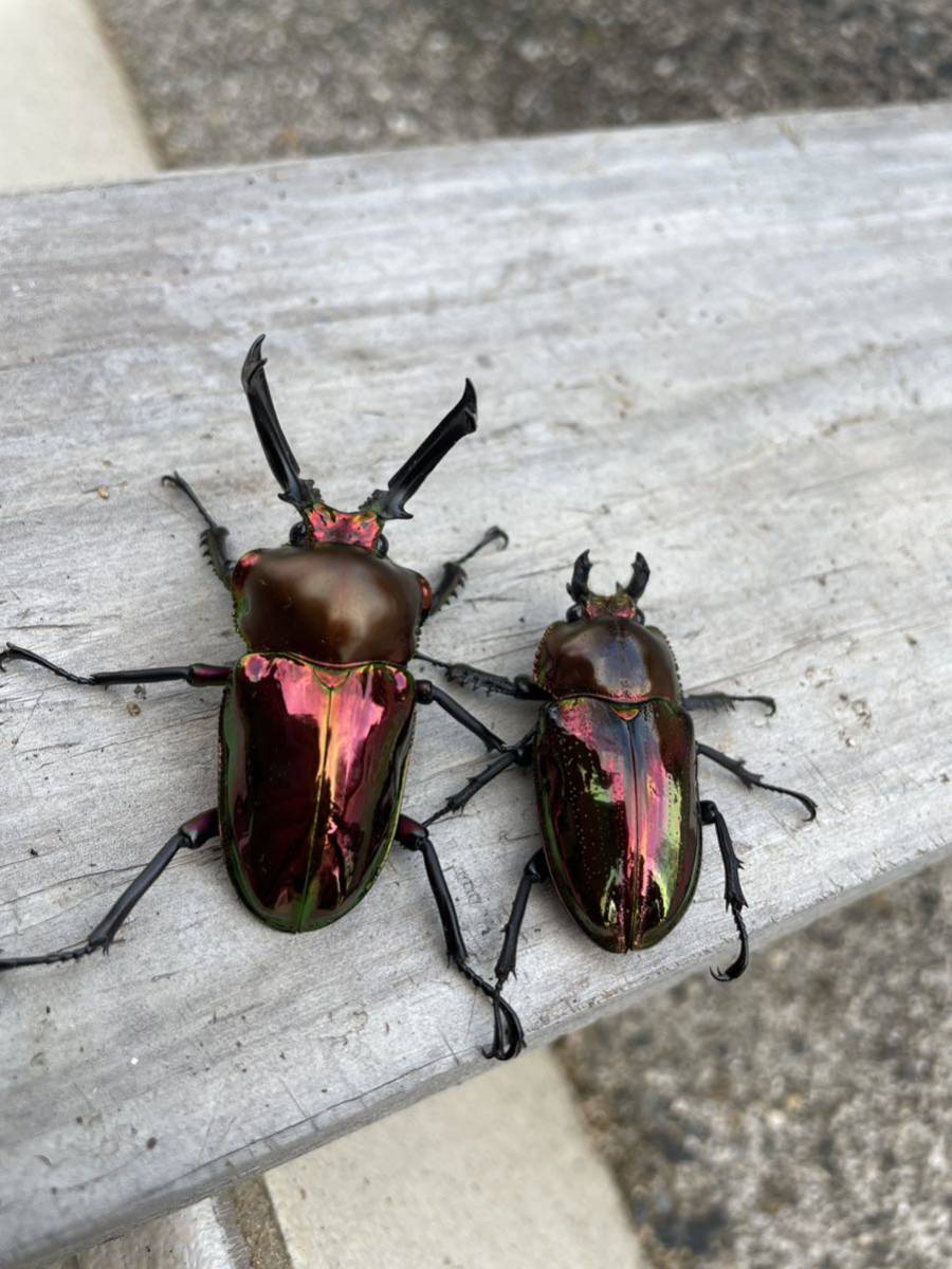 ニジイロクワガタレッド スーパーレッド トリオ ♂♀♀_2