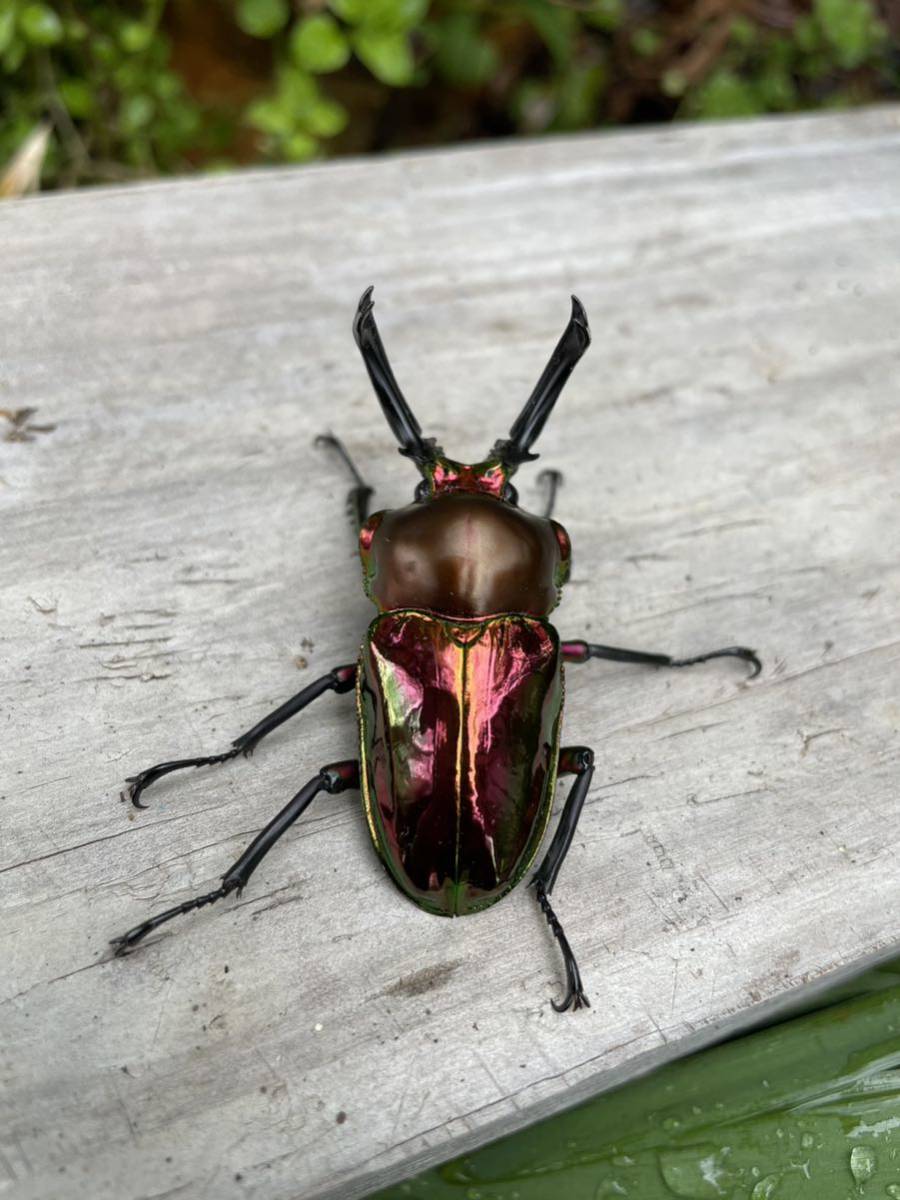 ニジイロクワガタレッド スーパーレッド トリオ ♂♀♀_3