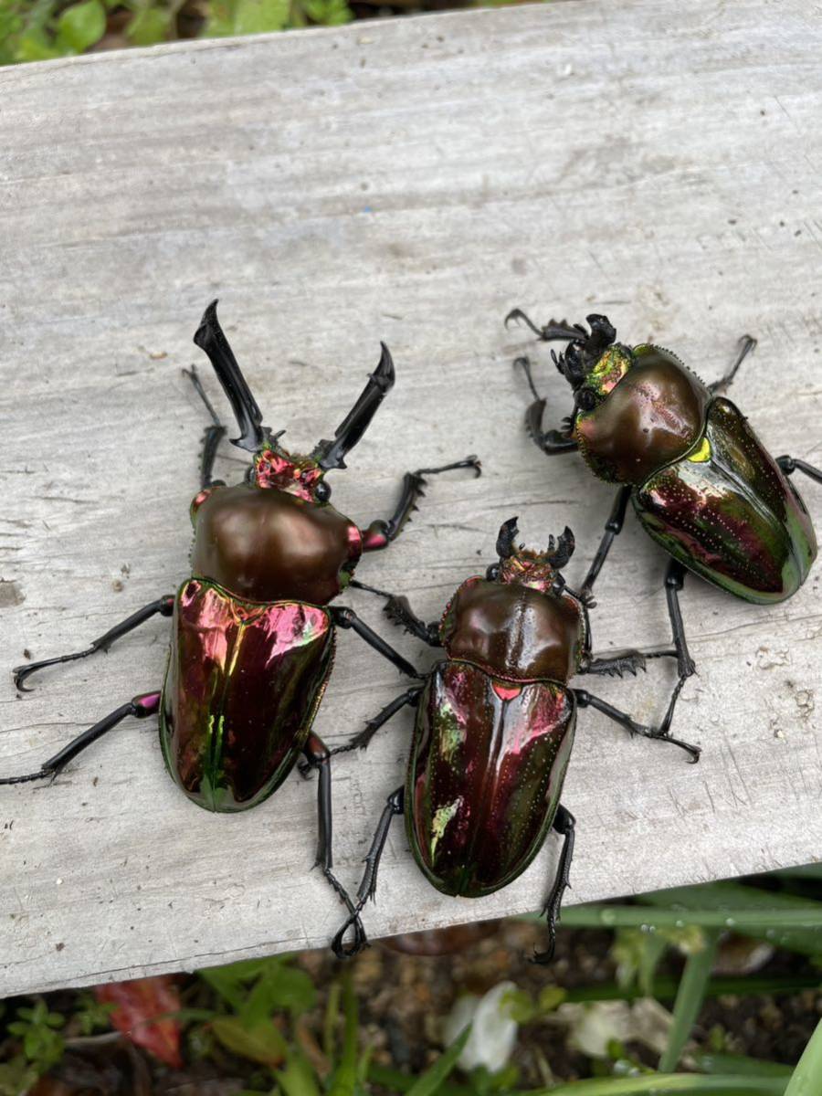 ニジイロクワガタレッド スーパーレッド トリオ ♂♀♀_4