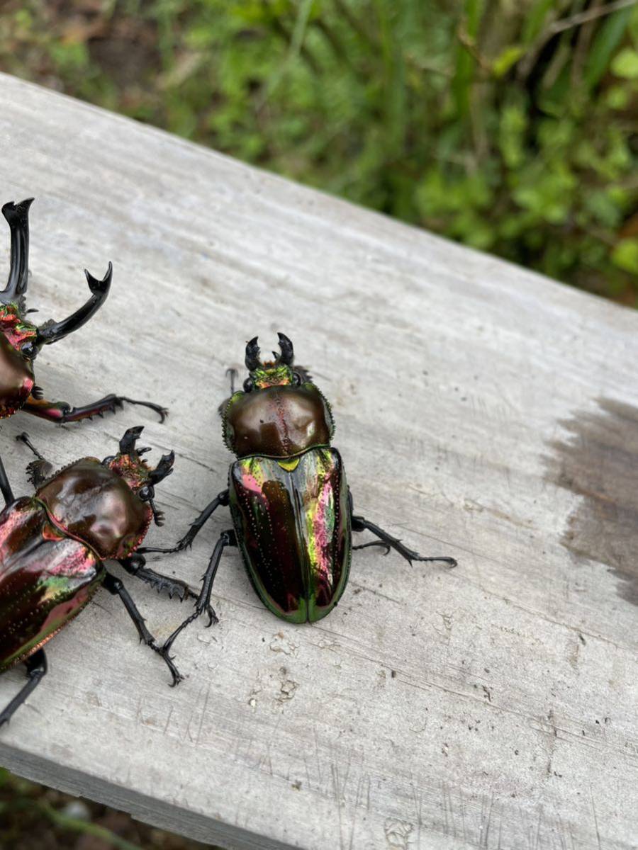ニジイロクワガタレッド スーパーレッド トリオ ♂♀♀_5