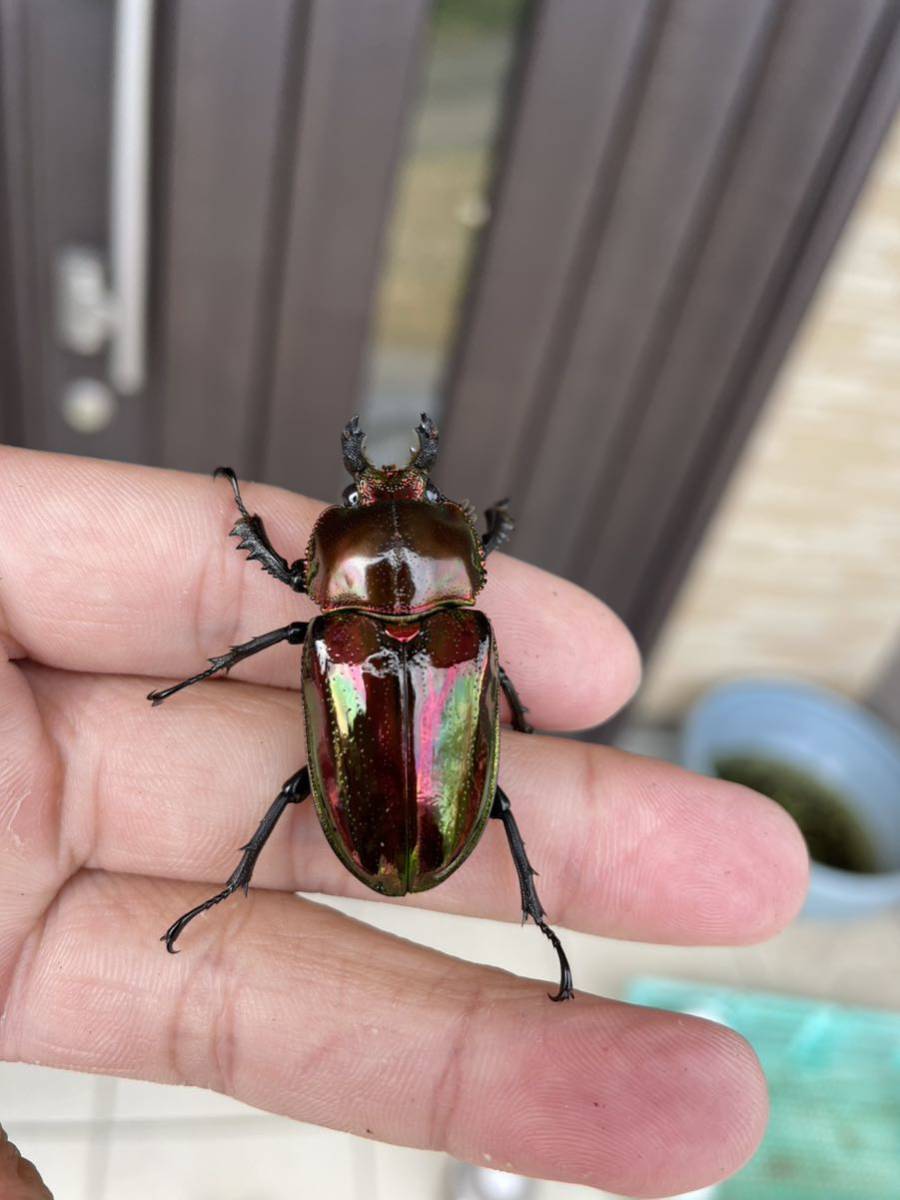 ニジイロクワガタレッド スーパーレッド トリオ ♂♀♀_6