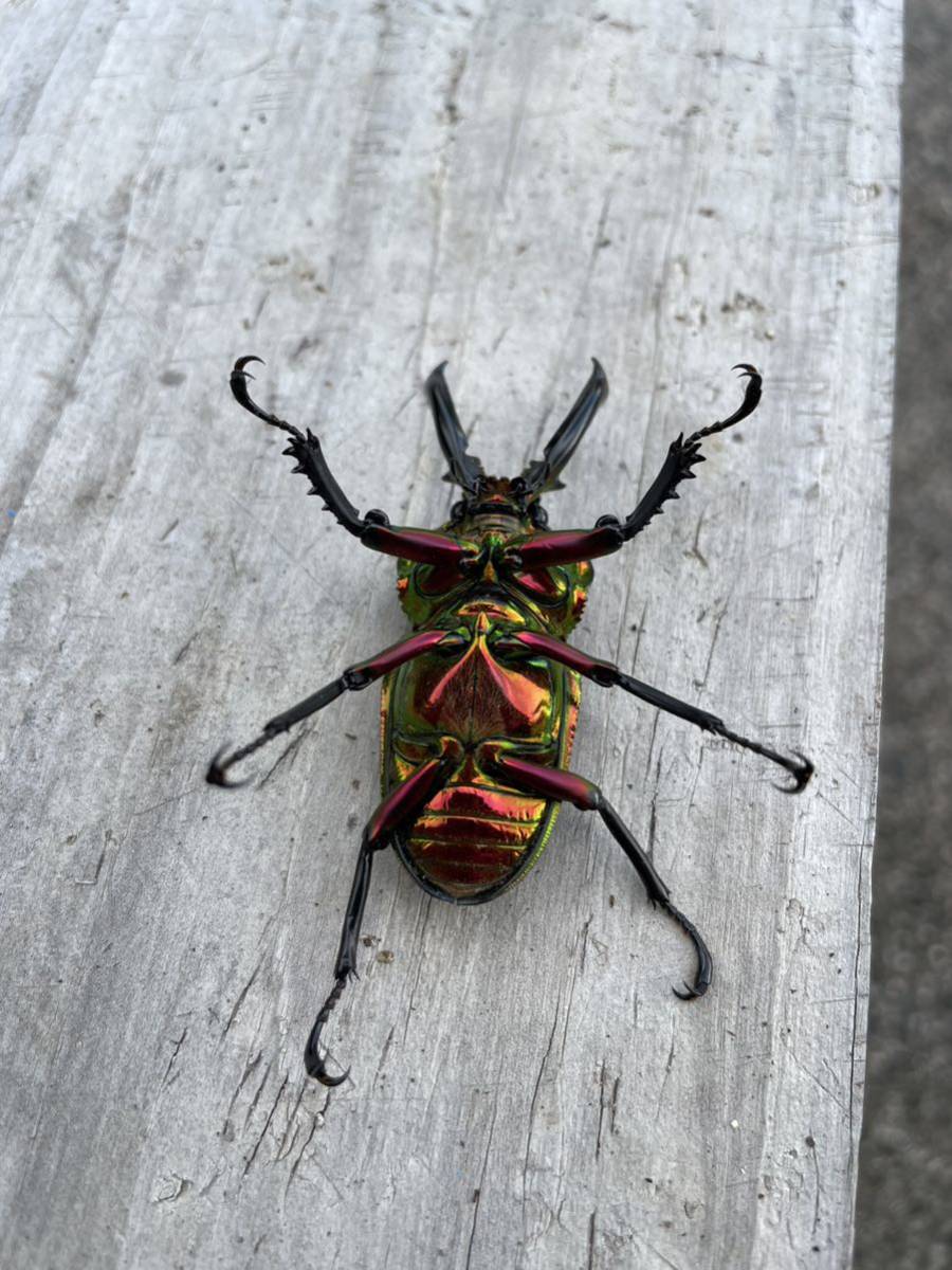 ニジイロクワガタレッド スーパーレッド トリオ ♂♀♀_7