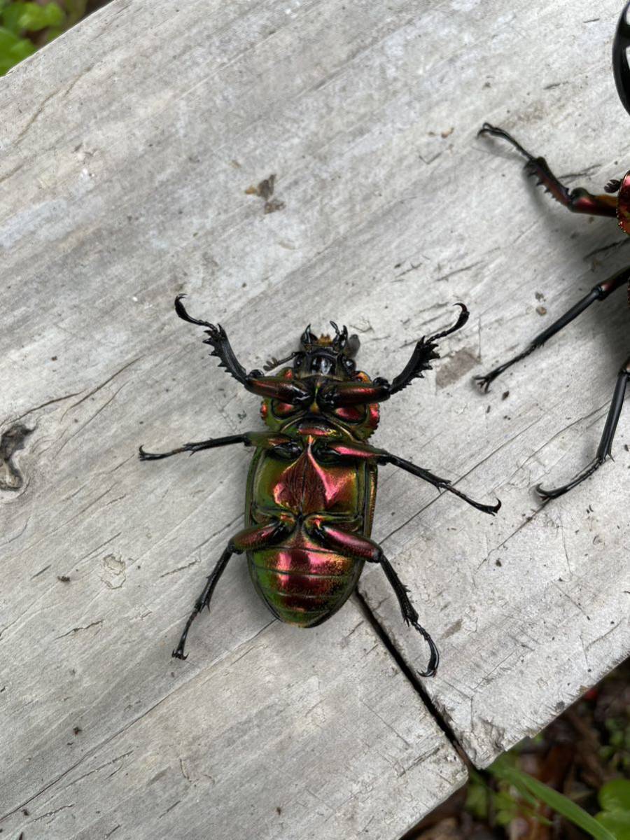 ニジイロクワガタレッド スーパーレッド トリオ ♂♀♀_8