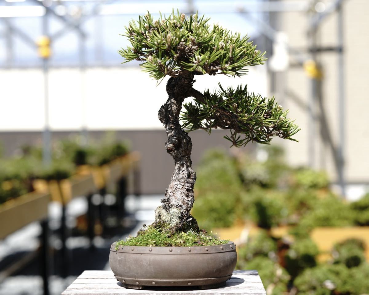 「亦盆栽」黒松 寸梢 盆栽 