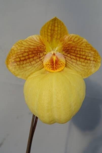 HIF洋蘭 222 Paph. Fumi's Delight Paphiopedilum Fumi's Delight