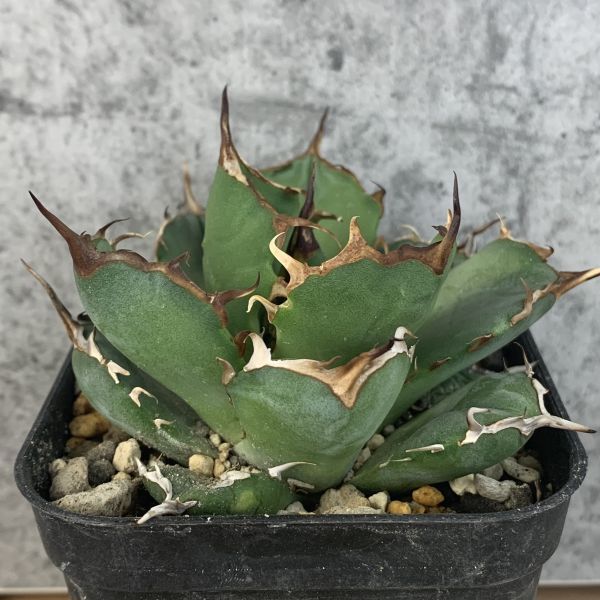 【IR372】S級狂棘血統！！【極上高級株！イラン産◆アガベ チタノタ ペルシアン ドワーフ◆】Agave titanota 'Persian Dwarf'