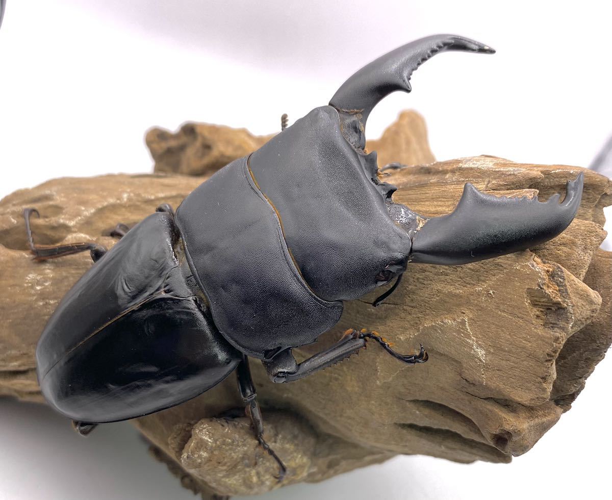 未開封G.I.ジョー 1円〜 未開封 旧タカラ G.I.ジョー E-06 コブラ