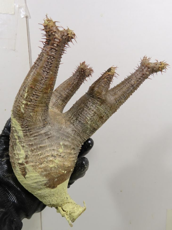 ム6484 「塊根植物」パキポディウム カクチペス 抜き苗【/最新到着・Pachypodium cactipes・マダガスカル・根切画像要確認】