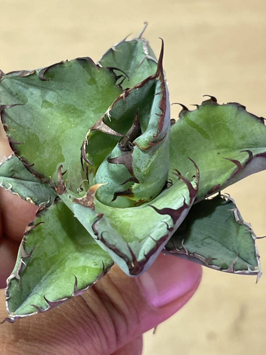 多肉植物アガベ チタノタ ブラックアンドブルー