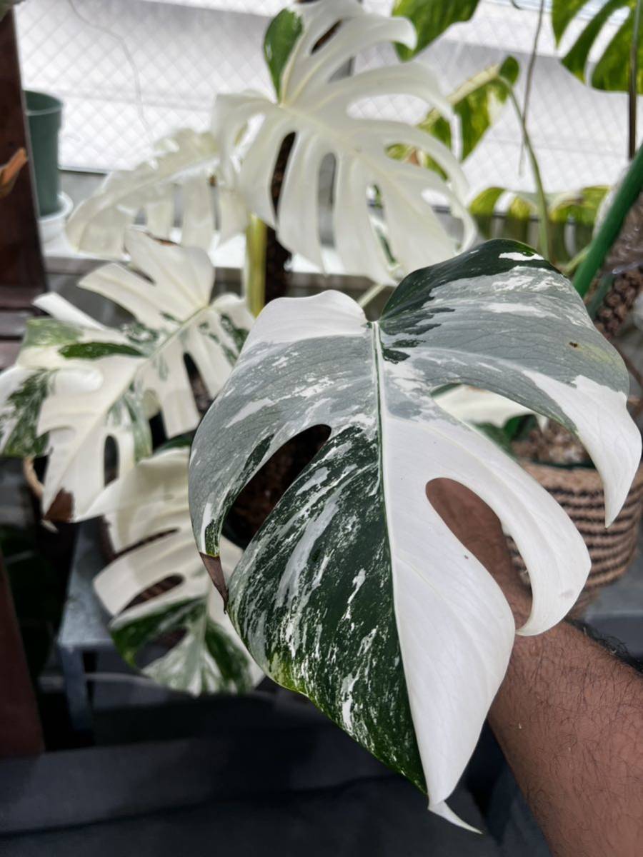 斑入 ホワイトタイガー Monstera deliciosa var borsigiana 斑入