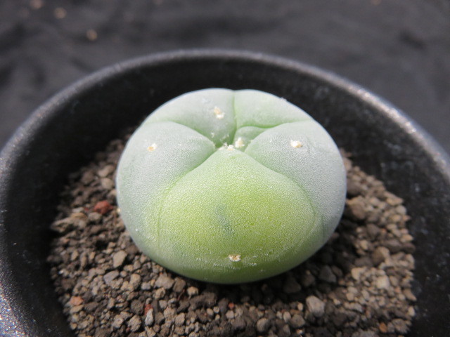 銀冠玉錦　実生　サボテン サボテン 多肉植物 銀冠玉 銀冠玉錦 実生 観葉植物 ＜サボテン・多肉