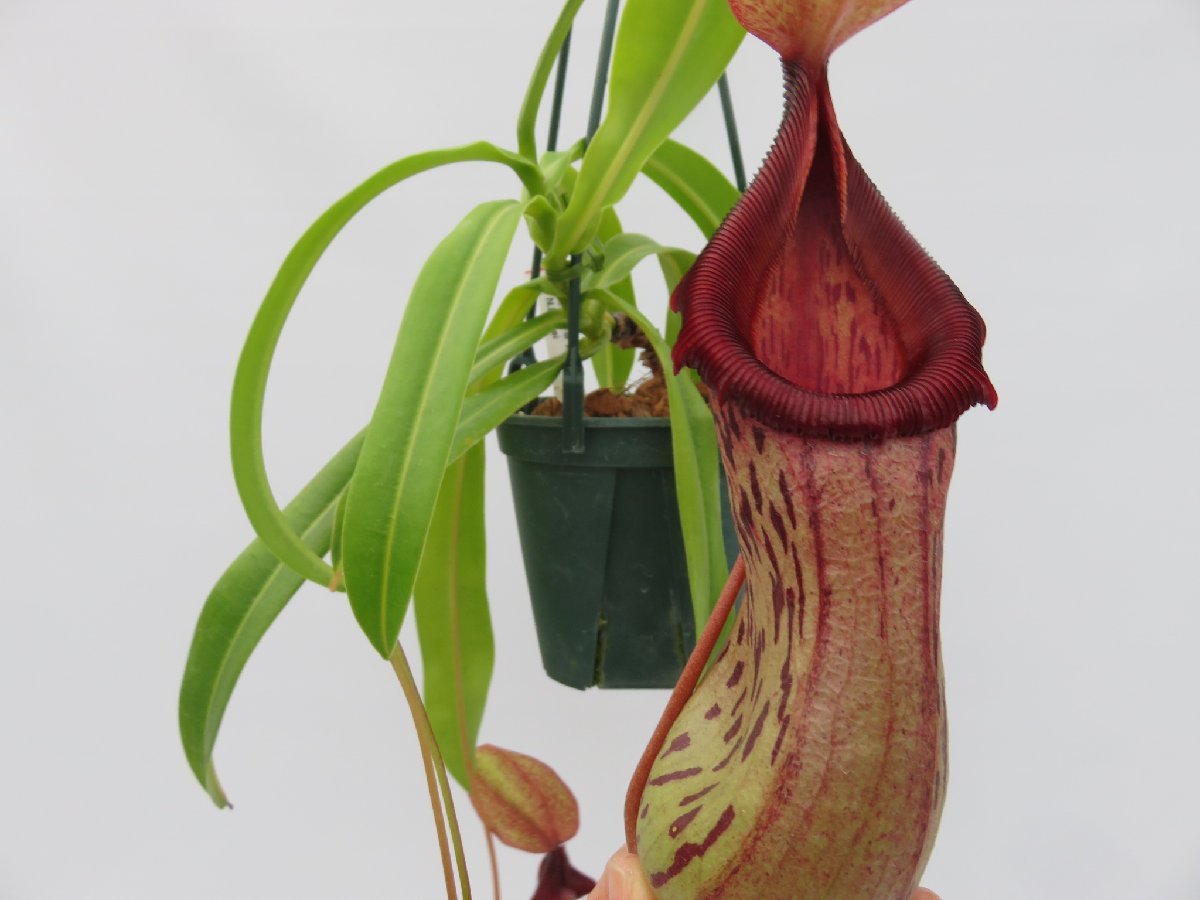 【ＧＷセール♪お値下げ中!】N.burkei BE-3254-M 4号【現品限り】食虫植物_12946