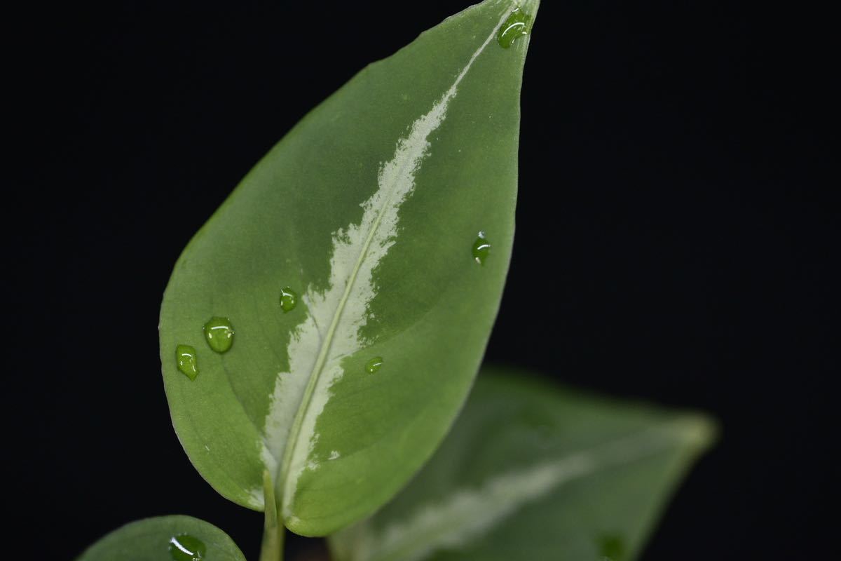 37. Aglaonema pictum Aceh Selatan Sumatra T-3583-j アグラオネマ