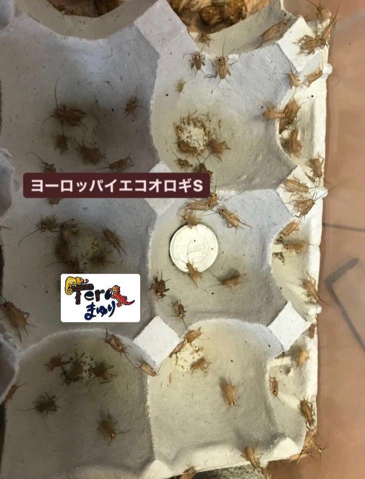 Sサイズ 20g 《送料無料》約500匹 ヨーロッパイエコオロギ