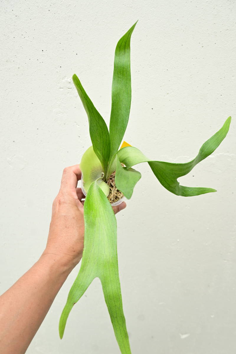 Platycerium Mt. Lewis x Bifurcatum P.Mt.Lewis x P.bifurcatum②