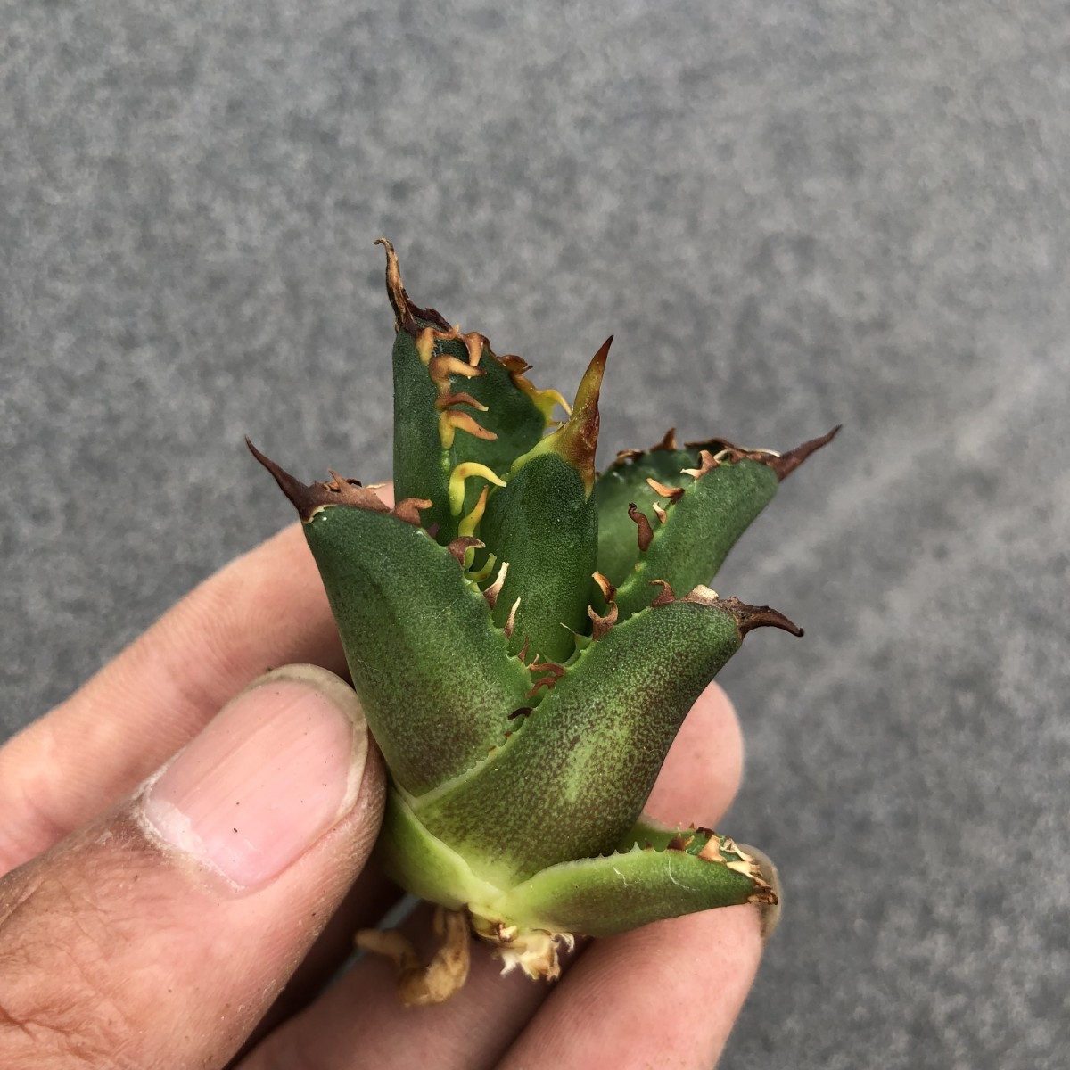 M45 【ゴリ猫】アガベ　レッドキャットウィーズル　赤猫 狂刺優良株　裏棘 子株