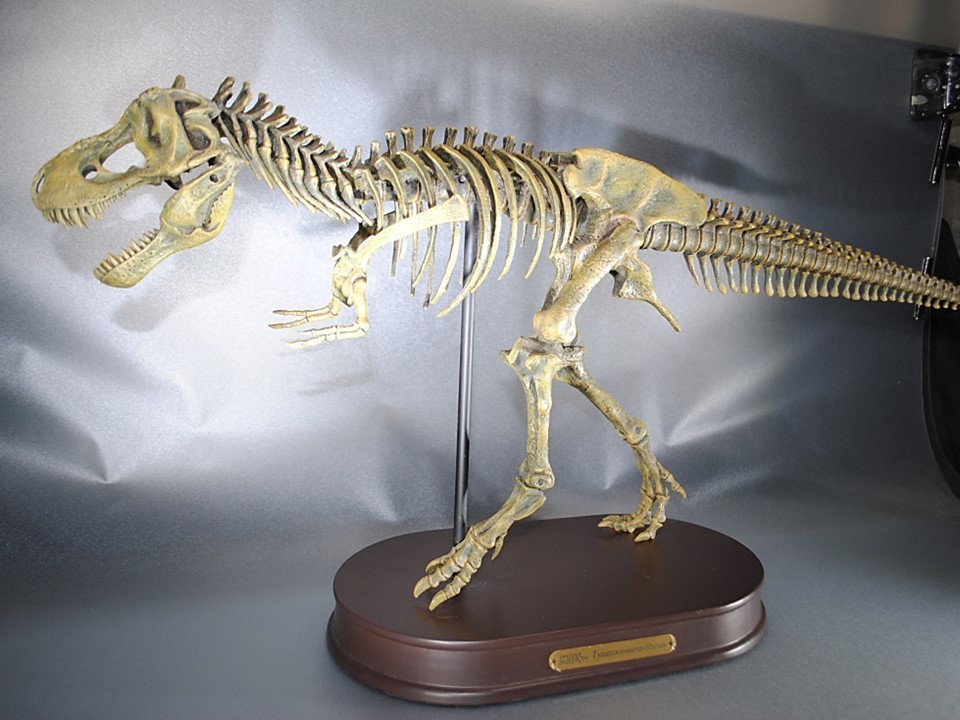 フェバリット社 FDS601/BR [ティラノサウルス スケルトンモデル] FDS601⁄BR - スケルトンモデル フェバリット ヨドバシ.com Favorite