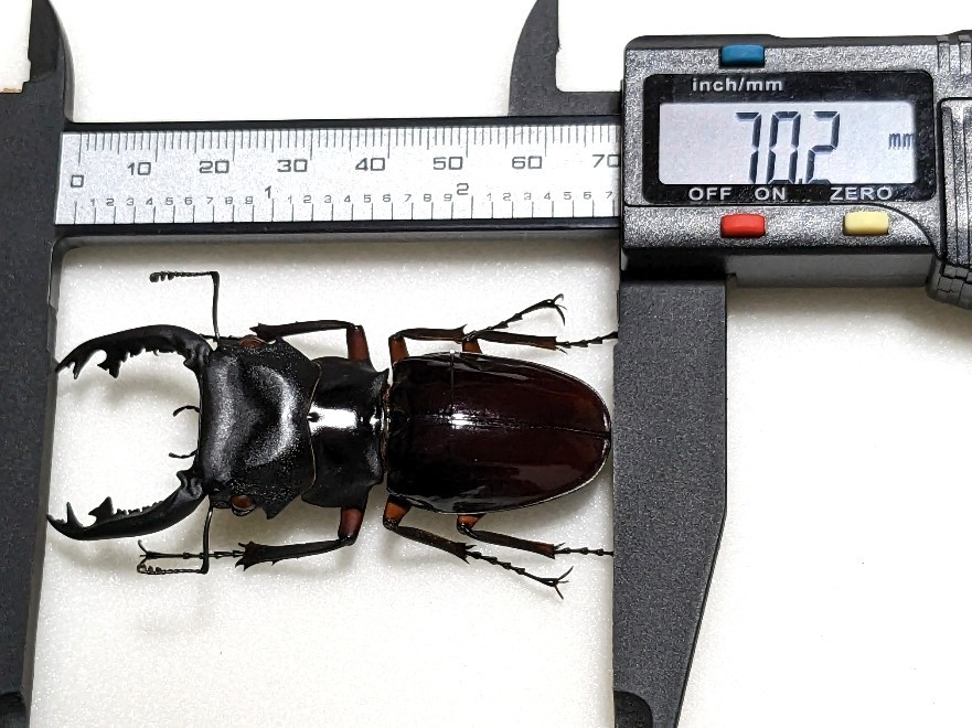 標本・展足済】 特大 インペリアリスツヤクワガタ 70.2mm(虫類  
