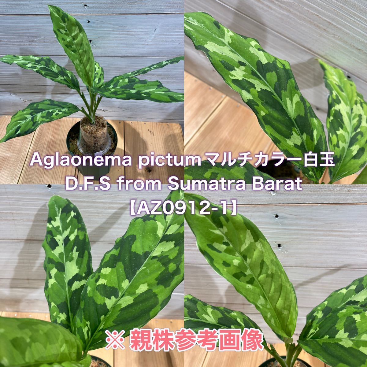 白鯨 Aglaonema ネームド株 from Sumatra sumatera Aceh A pictum 