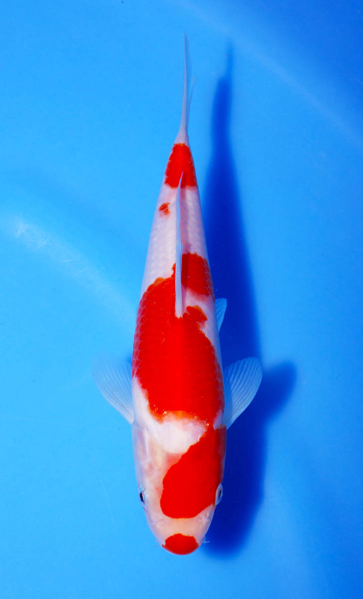 【鯉牧場】NO.1 ~ラスト岡山桃太郎鯉SP！！~　岡山桃太郎鯉作出　紅白　当歳　19cm　生産証明書付き！！