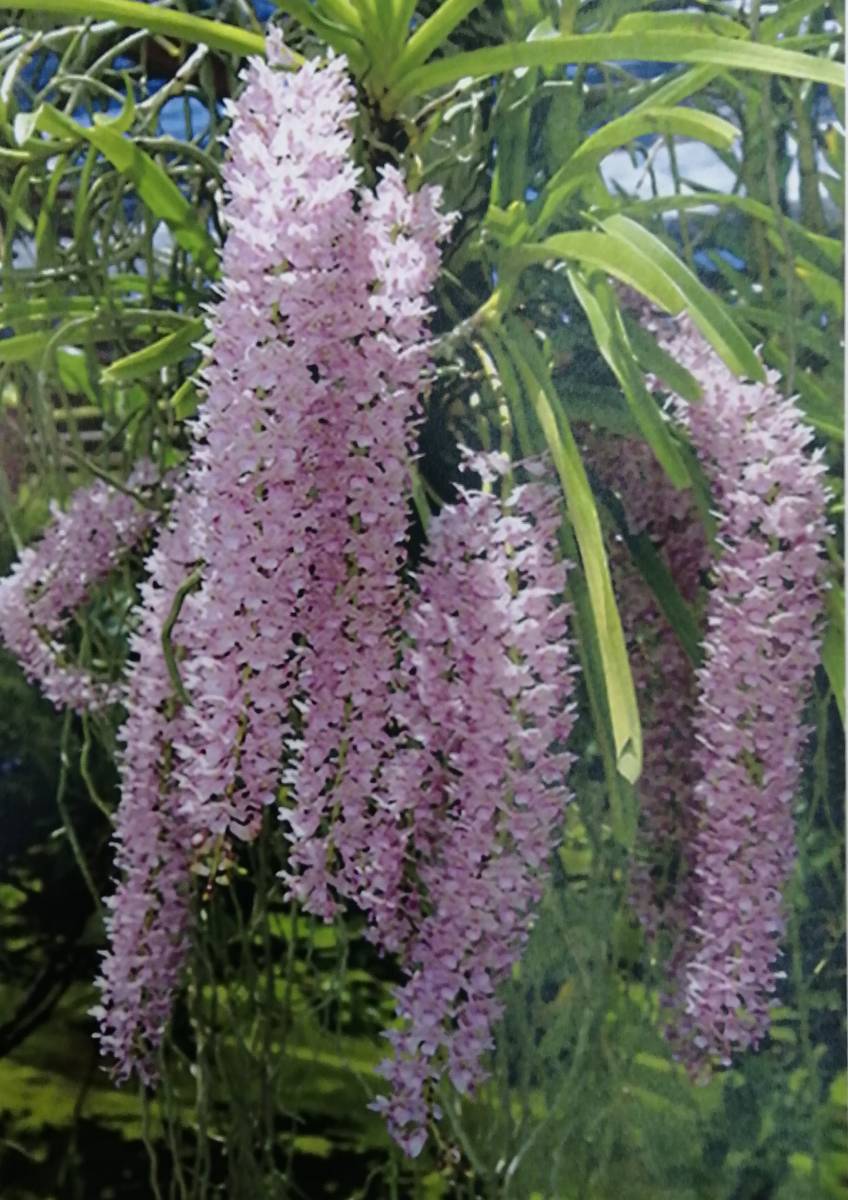 洋蘭　Rhymchostylis retusa 'Tee x Jairak'　SOH-141 