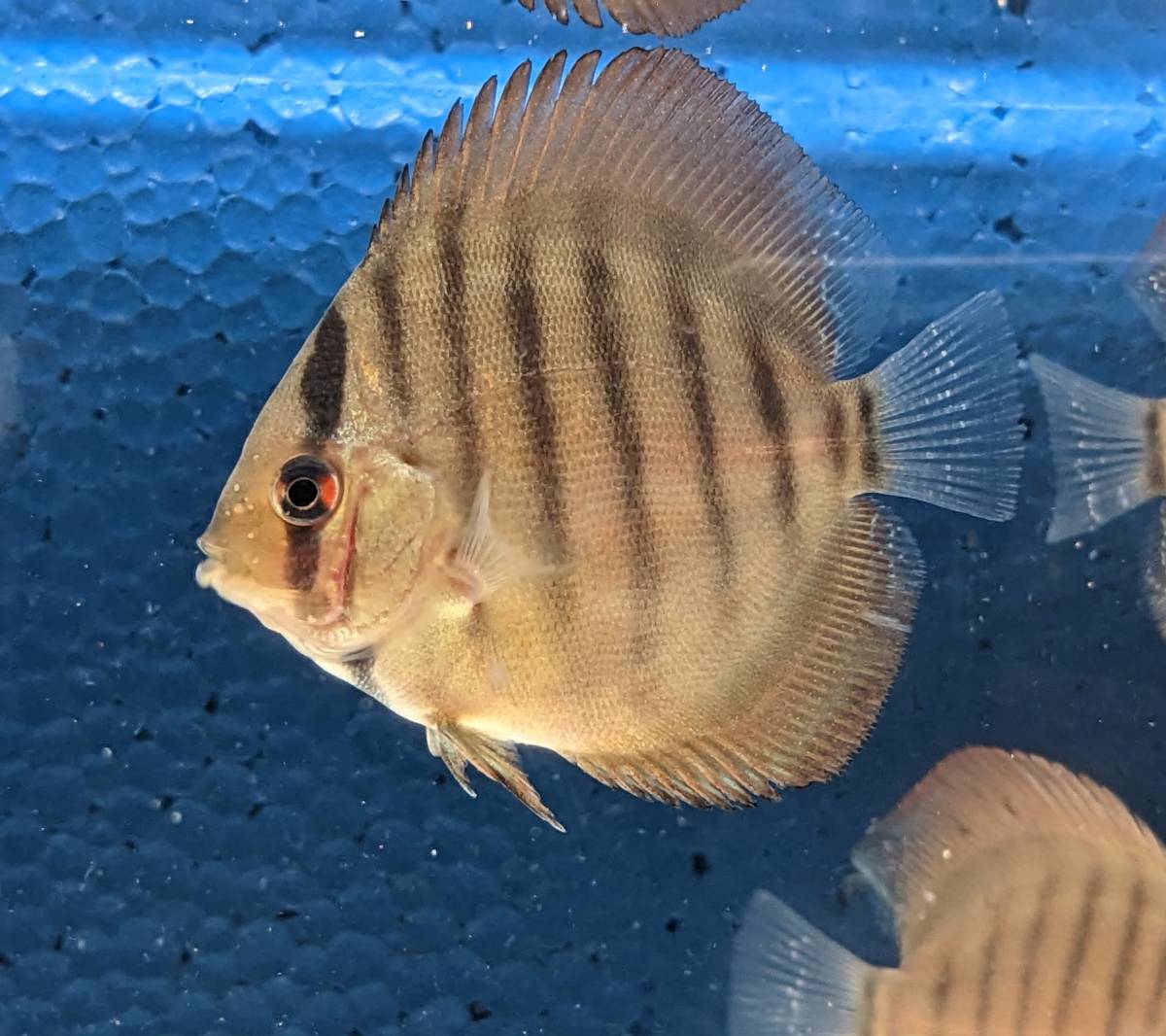 ワイルドイナヌクロス 稚魚 5匹セット(ディスカス)｜売買された 