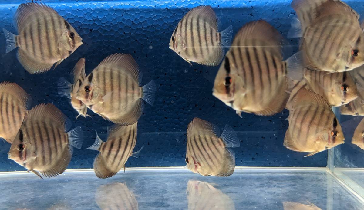 ワイルドイナヌクロス 稚魚 5匹セット(ディスカス)｜売買された 
