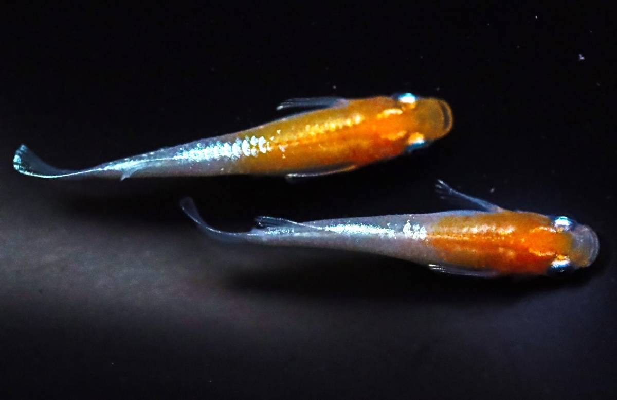 丸長メダカ A24【 アマテラスエボリューション 種親クラス 若魚 】2匹 