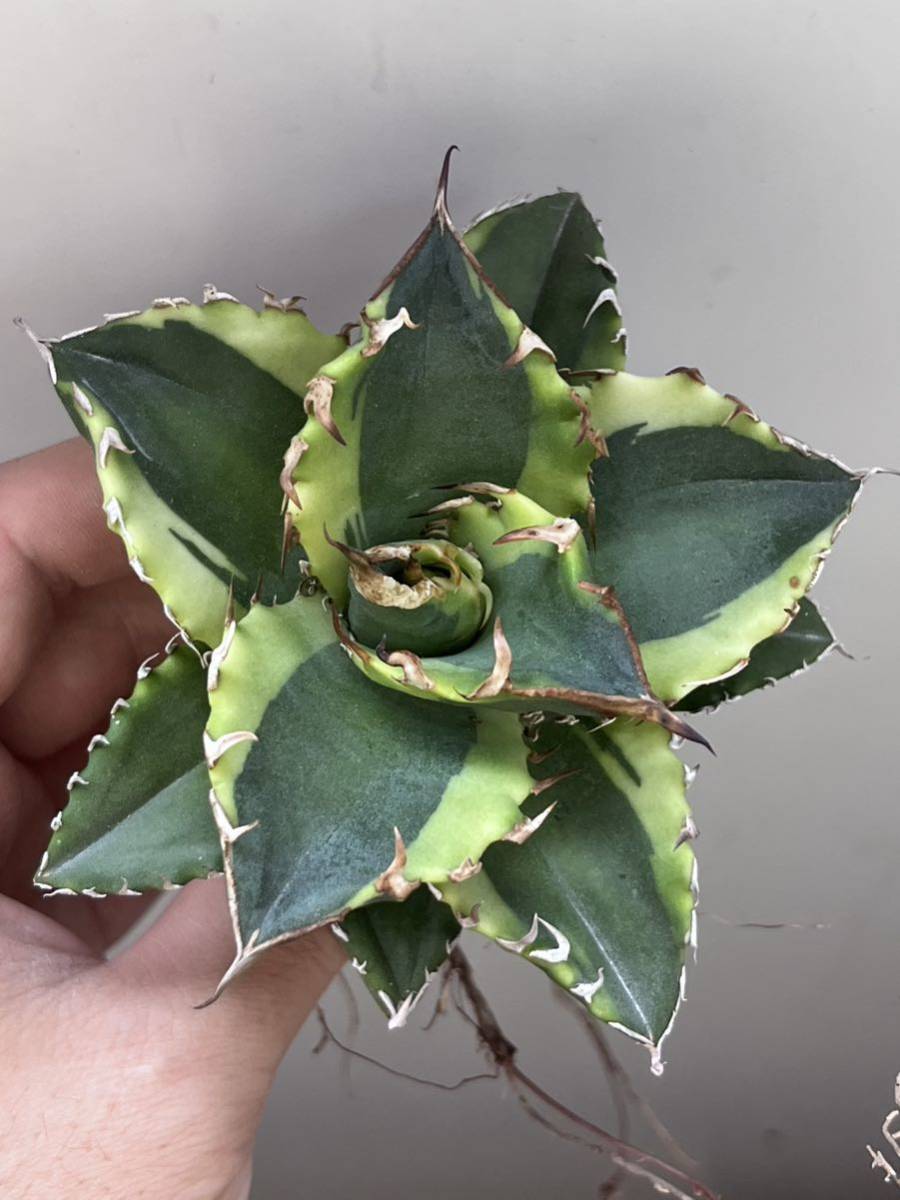 多肉植物アガベチタノタ 白腹輪③