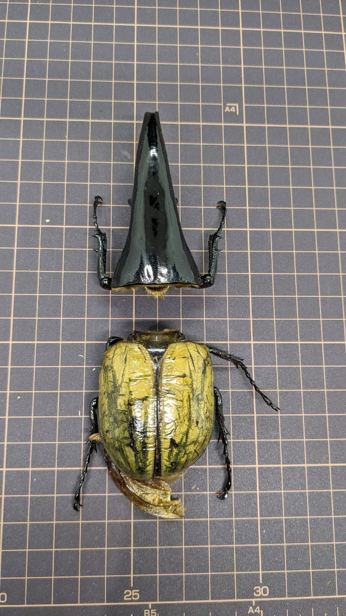 ヘラクレス・ヘラクレス♂標本 標本 ヘラクレス・ヘラクレス 大型169.3