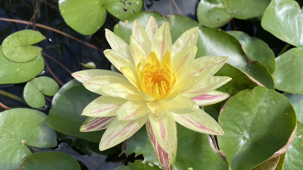 【Kazuのメダカ睡蓮ビオトープ】パラニー　1株　昨年植え付け株　耐寒性睡蓮　26