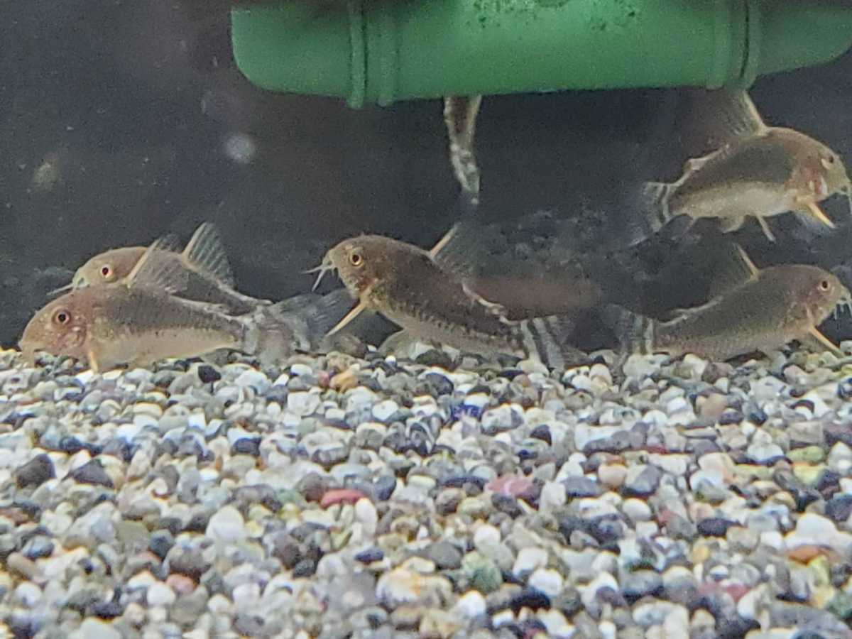 ＜コリドラス　ゴッセイ＞　4.0cm前後【ブリード】 5匹セット