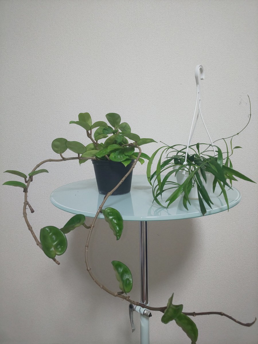 【2鉢セット】　クリンクルエイト　オディティア　Hoya Krinkle8 / Odetteae 観葉植物　カルノーサ　リップカラー　サクララン　レア　希少