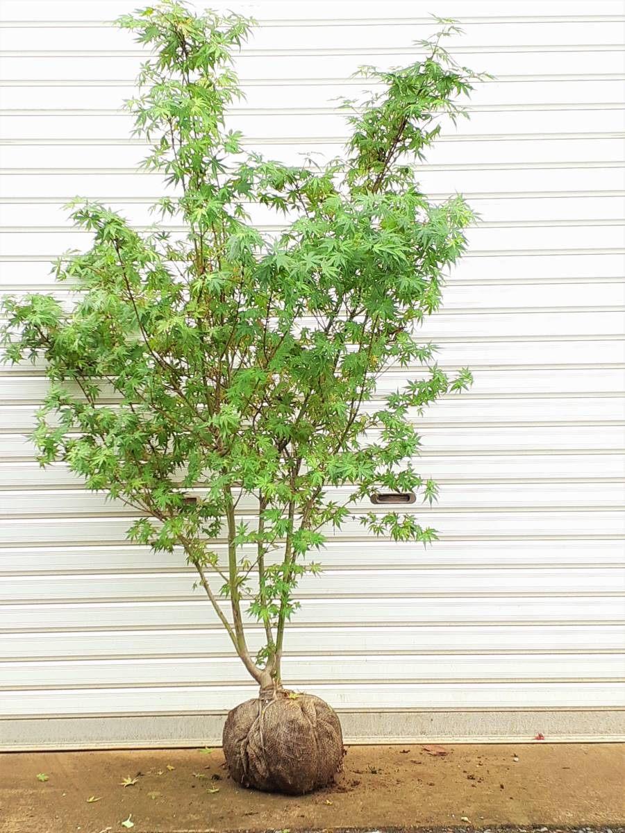 もみじ イロハモミジ 株立 高さは 底部から160センチ前後 現品を発送(植木、庭木)｜売買されたオークション情報、yahooの商品情報を ...